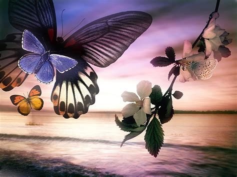 1920x1080px, 1080P free download | A BUTTERFLY SUNSET, flowers, sunset ...