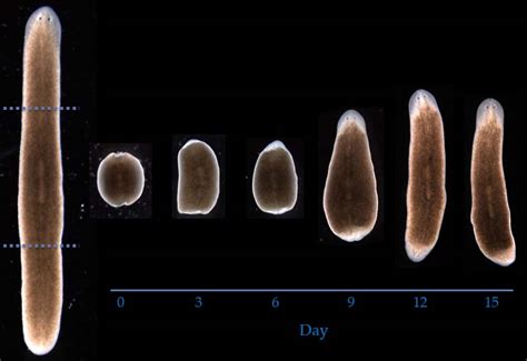 Development and Regeneration - The Lobo Lab