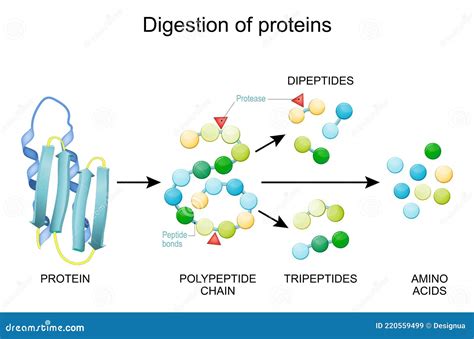 Protein Digestion. Enzymes Proteases Are Digestion Breaks The Protein ...