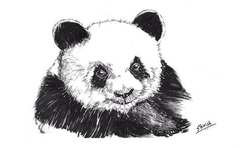 Drawing Animals using Pen, Inks and Watercolors | HuesAndTones