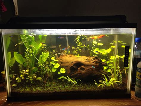 10 gallon aquarium planted - Google Search | 10 Gallon Aquarium ...