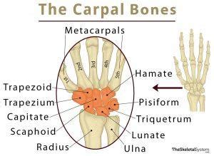 Carpal Bones (Wrist Bones): Definition, Names, Anatomy, Diagram