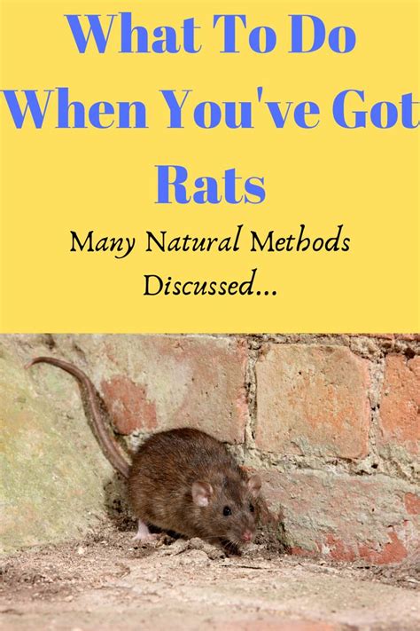 If you're battling a rat infestation, we know that struggle! Read on to ...