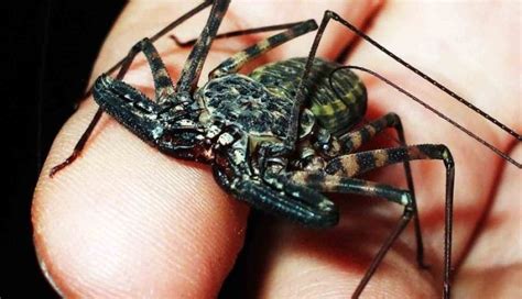 Amblypygi | Animals