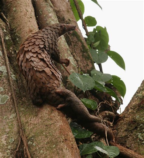 About Pangolins - Save Pangolins