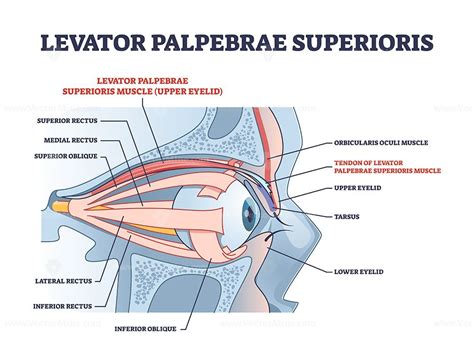 Levator palpebrae superioris muscle with eye structure outline diagram ...