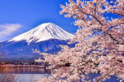 2023 Mt. Fuji Cherry Blossom One Day Tour From Tokyo