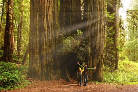 Hyperion Tree: The World's Tallest Tree Is Officially Off-Limits