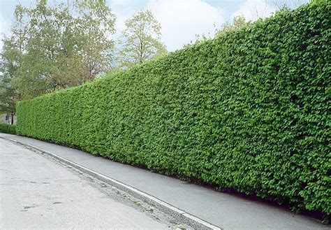 Carpinus betulus European Hornbeam Hedges | InstantHedge