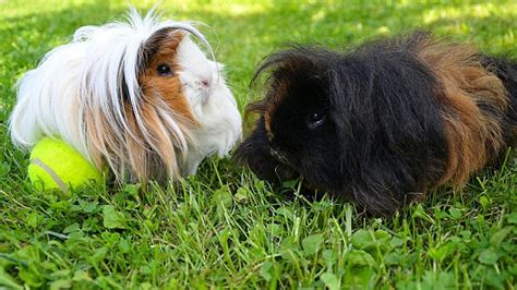 Alpaca Guinea Pig Breed Information: Facts, Traits, And More - Pet Breeezy