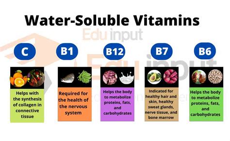 What is Water Soluble Vitamins? Types, Functions, and Examples