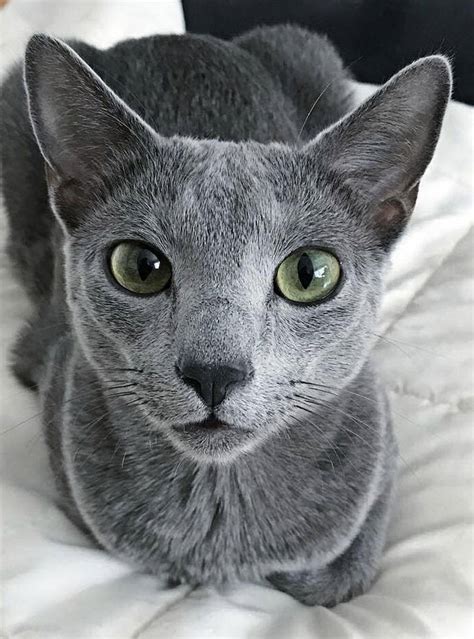 Russian blue cat breed description, characteristics, appearance ...