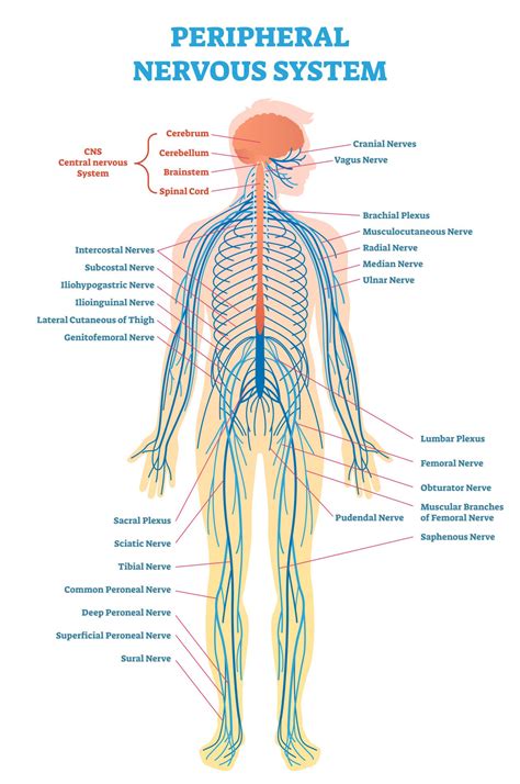 Map Of Nerves In Human Body