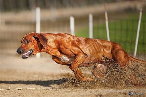 Rhodesian Ridgeback Power 2.0 by Peter kaul | Rhodesian ridgeback dog ...