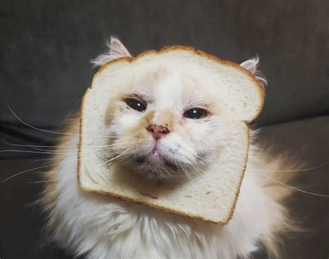 Cats In Bread