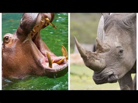 Hippo vs Rhino - YouTube