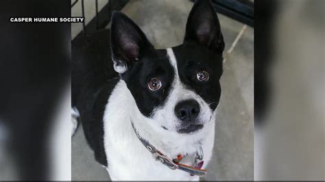 Casper Humane Society’s Tucker is our pet of the week!