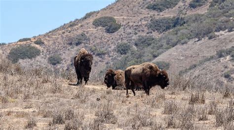 Catalina Island is Home to a Diverse Collection of Wildlife – The Log