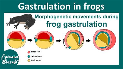 Gastrulation in frog | Morphogenetic movement during Xenopus ...