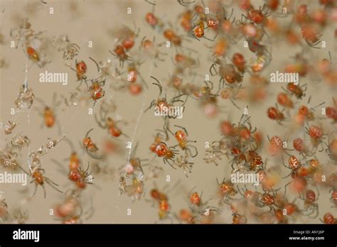 Close-up of Black widow spiderlings Stock Photo - Alamy