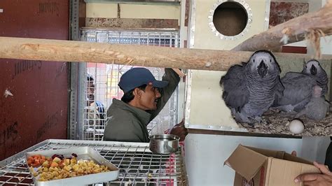 African Grey Parrot Breeding Progress at Our New Breeding Farm. - YouTube