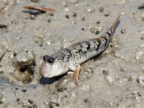 Mudskippers: Unusual Fish That Live on Land and in Water - Owlcation