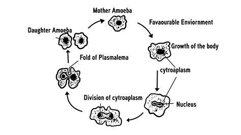 How do most protists reproduce?