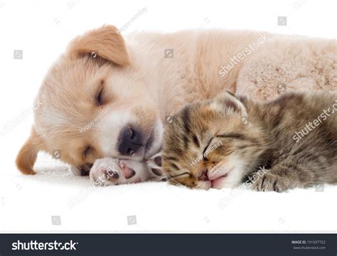 Kitten Puppy Sleeping Together Stock Photo 191937722 | Shutterstock