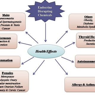 Effects of Phthalates on Human Body. | Download Scientific Diagram