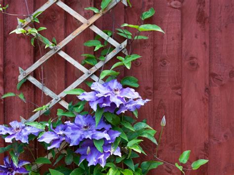 Clematis Pruning Groups - How And When To Trim Clematis