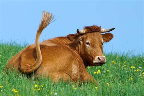 Best Cow Tail Stock Photos, Pictures & Royalty-Free Images - iStock