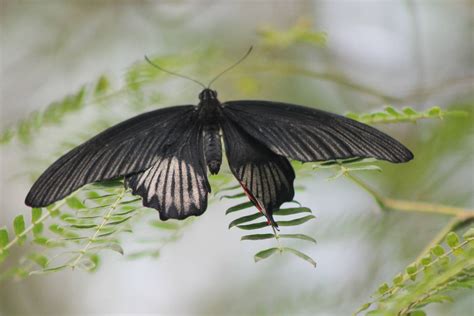 Papilio species - ZooChat