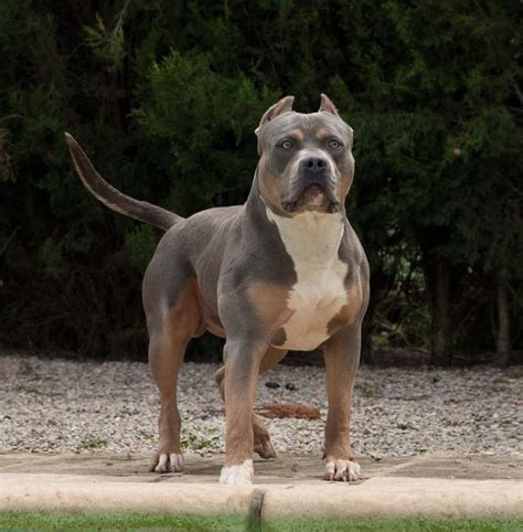 XXL American Bully -XXL Luxor Bullys Odysseus | Bully breeds dogs ...