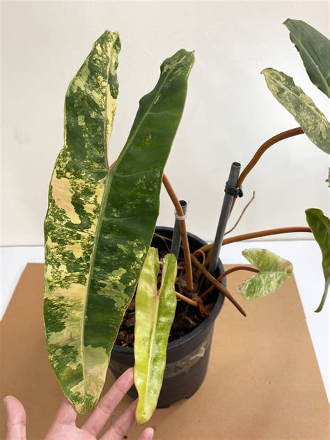 Philodendron Billietiae Variegated - GrogensGarden