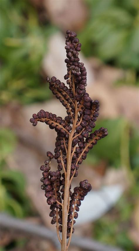 Fertle Fern Frond | Fern seeds, Seed pods, Fern frond