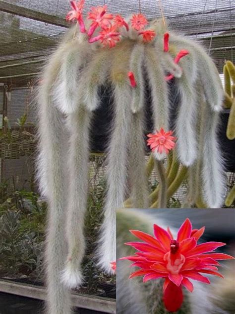 Hildewintera Colademononis Stunning Monkey Tail Cactus Red in 2020 ...