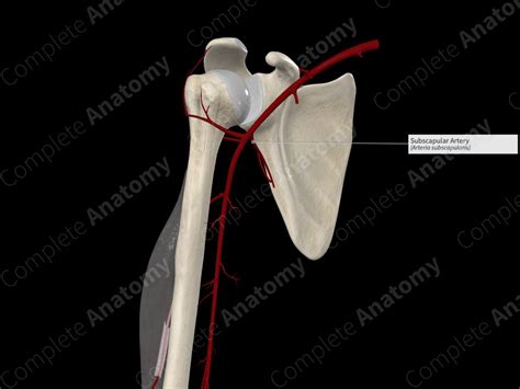 Subscapular Artery | Complete Anatomy