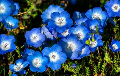 Wallpaper nature, meadow, blue flowers images for desktop, section ...