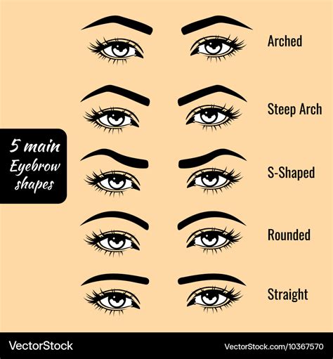 Basic eyebrow shape types Royalty Free Vector Image