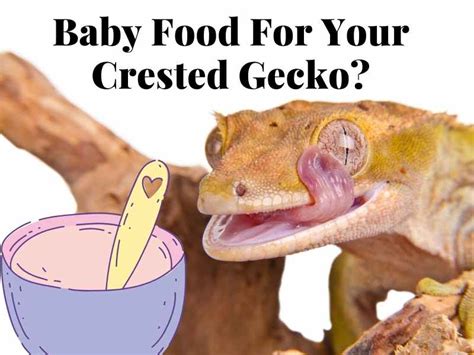 Can Crested Geckos Eat Baby Food? Types, Feeding, and Cautions