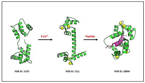 IJMS | Free Full-Text | Calcium Signalling in Heart and Vessels: Role ...