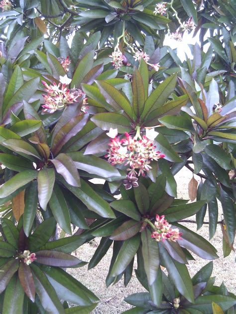 Plants found in Singapore: Cerbera odollam rubra