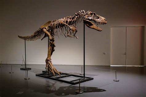 ‘They Are Thieves of Time’: Dismayed Paleontologists Speak Out Against ...