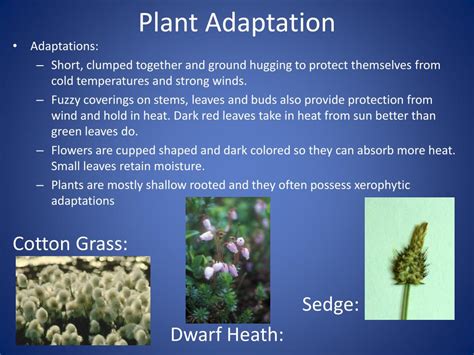 Arctic Tundra Adaptations Of Plants To The Climate Neo Coloring ...