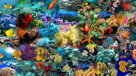 Ocean Fish Wallpapers - Top Free Ocean Fish Backgrounds - WallpaperAccess