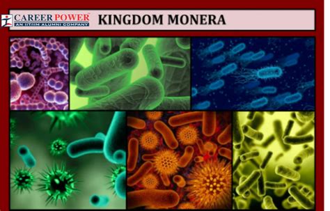 Kingdom Monera Examples, Characteristics, Definition, and Diagram