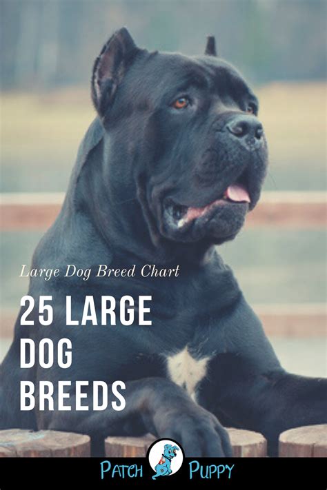 Large Dog Breeds Pictures and Names Chart - PatchPuppy.com | Large dog ...