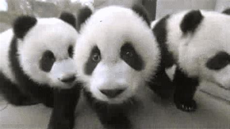 The Cutest Panda GIFs Ever