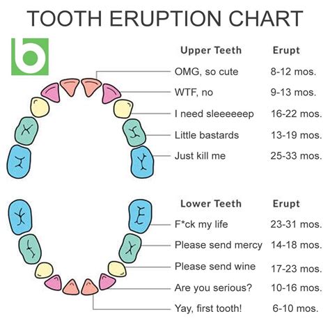 Pin by AmyRose on Baby Shower Gifts (With images) | Teeth eruption ...