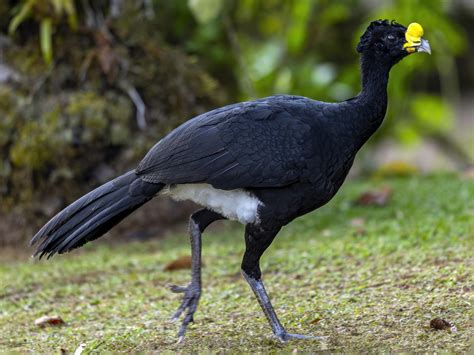 Great Curassow - eBird